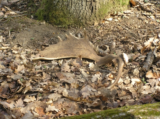 dnešný (celkovo 19)