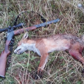 dnesny lisiak z rana.