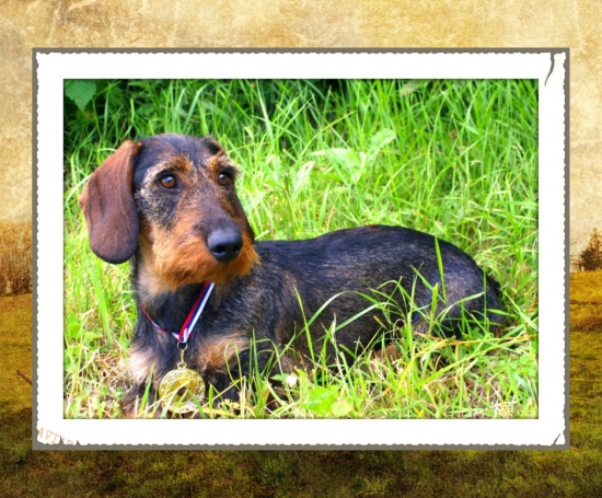 Fifi - ALMA zo Suchej hory