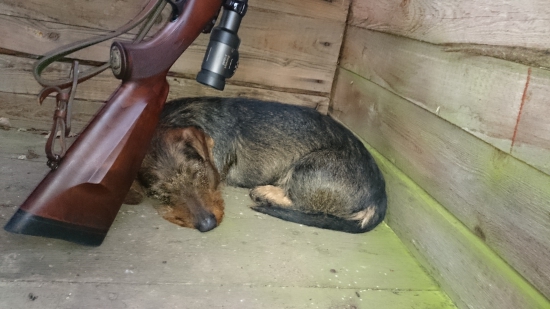 Večerná postriežka nás unavila