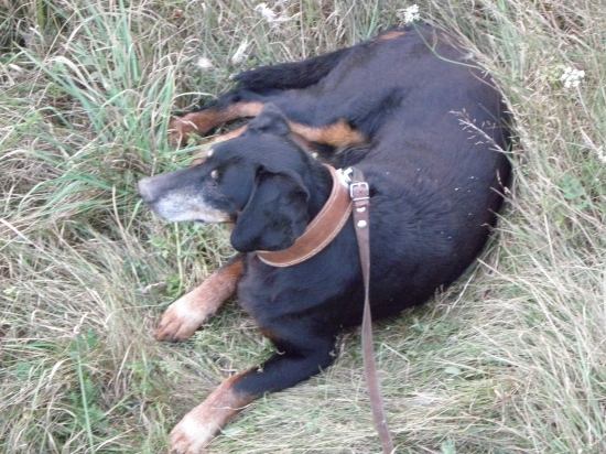 LOVI VO VECNYCH LOVISTACH ASTOR SPOD BYKU