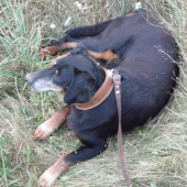 LOVI VO VECNYCH LOVISTACH ASTOR SPOD BYKU