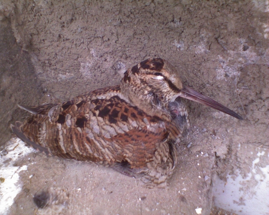 Dnesne prekvapenie doma na schodoch