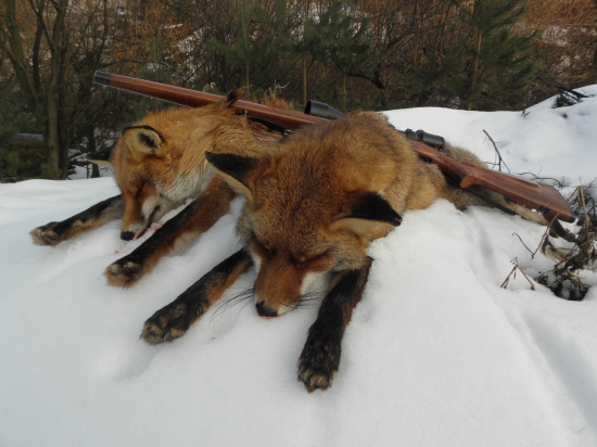 SPOMIENKA NA  LISIAKY