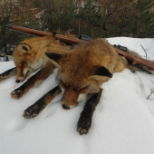 SPOMIENKA NA  LISIAKY