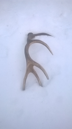 PRVY CERSTVY ROKU PANA 2015