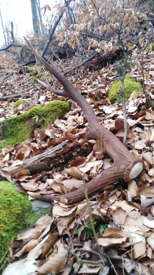 PRVA PARA ROKU PANA 2016