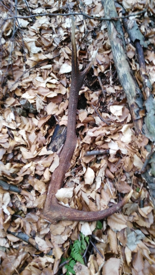 PRVA PARA ROKU PANA 2016