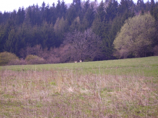 priroda
