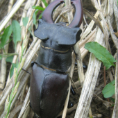 roháč
