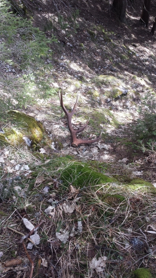 Zlato pred očami.....