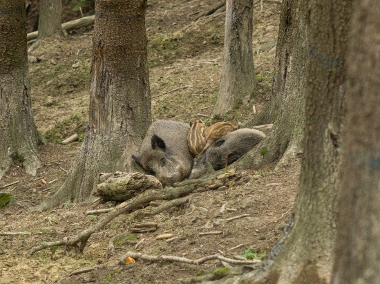 Rodinka
