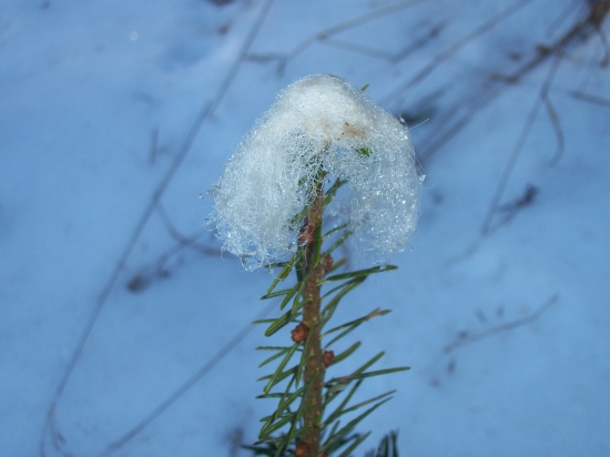 Ochrana drevín pred odhryzom terminálneho púčiku , ovčou vlnou