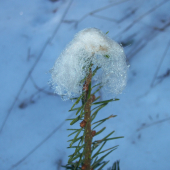 Ochrana drevín pred odhryzom terminálneho púčiku , ovčou vlnou
