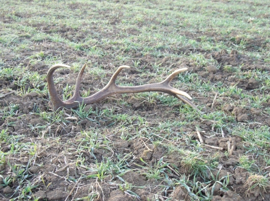 konečne prvý tohtoročný :)