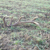 konečne prvý tohtoročný :)