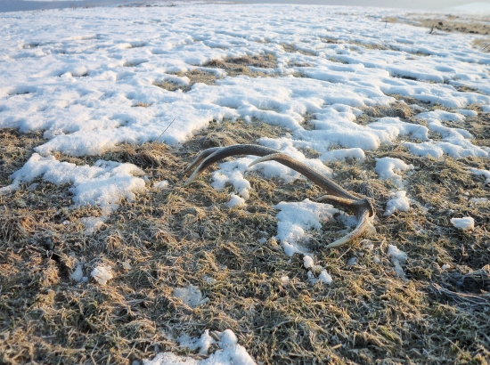 prvý tohtoročný :)