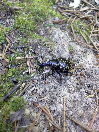 prosím Vás neviete čo je to za chrobáka ?