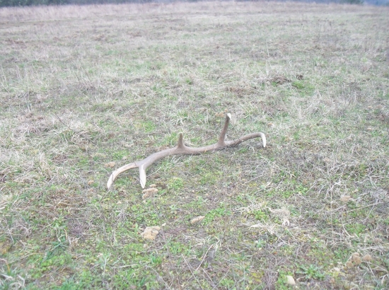 Môj prvý tohtoročný :)