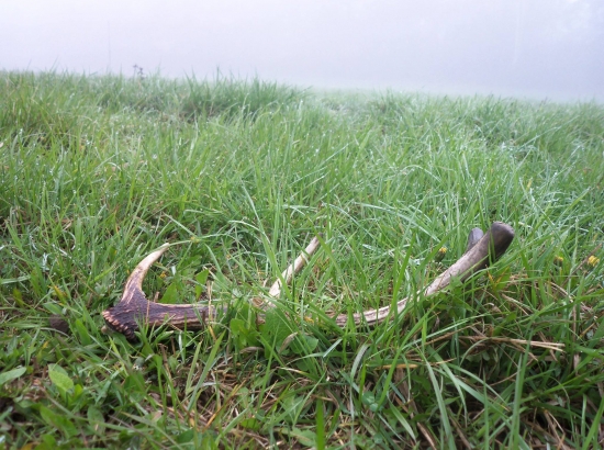 Veľkonočná Nedeľa