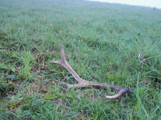 Veľkonočná Nedeľa