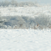 poskrývané sú ... len hlavy im vidno :)