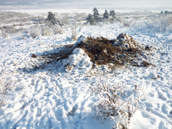 prikrmovanie senážov