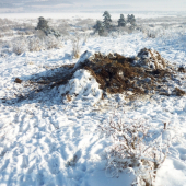 prikrmovanie senážov