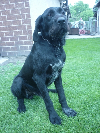 Taros zo splavu Hoste