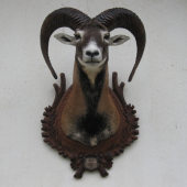 MUFLON