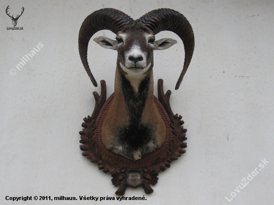 MUFLON