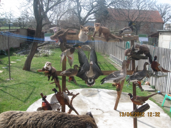 příprava na přehlídku trofejí