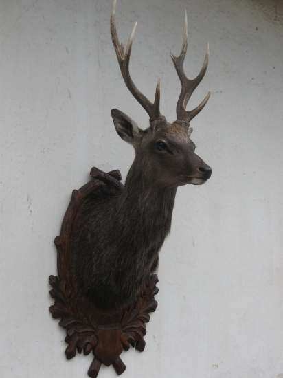 sika