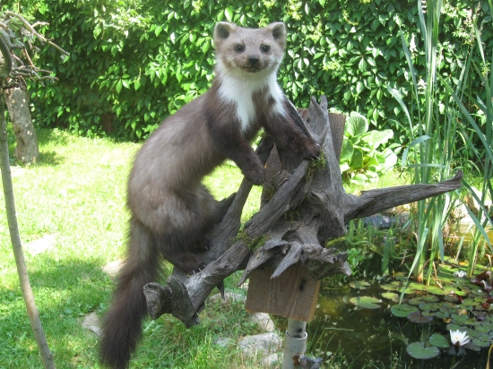 kuna