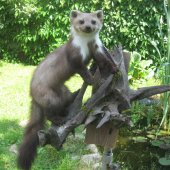 kuna