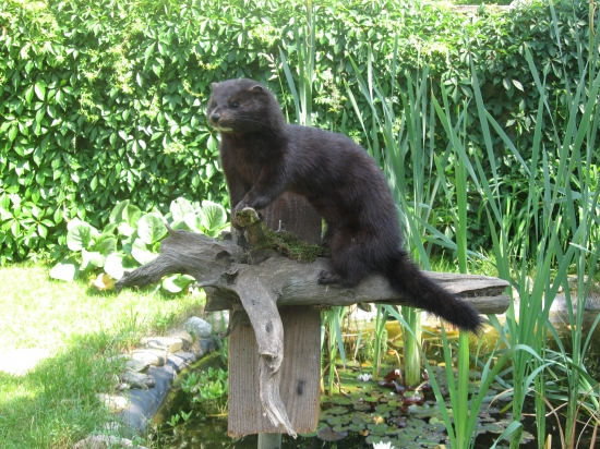 norek