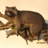 mýval