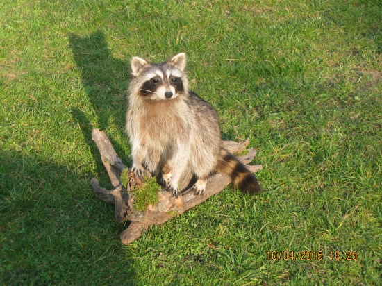 mýval