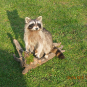 mýval