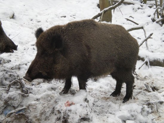 Sviňa