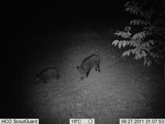 Diviaky na hruškách