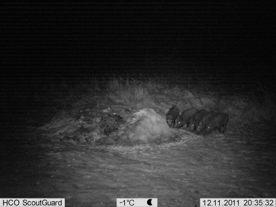 Prasiatka spod Javora