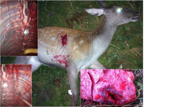 Barnes TTSX, 7 mm rem mag, 140 gr