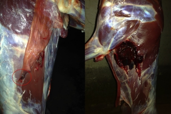 Srnča, 9,3x62, Barnes TSX