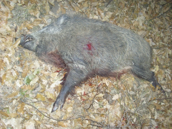 Diviačik