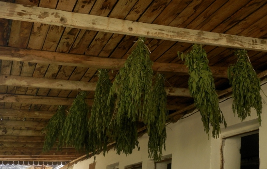 Prvé strapce letniny už vysia