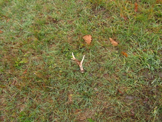 Mikulášsky a zároveň prvý čerstvý zhod zo srnca :3