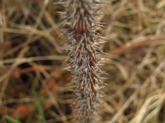 Pasovacia palička :D