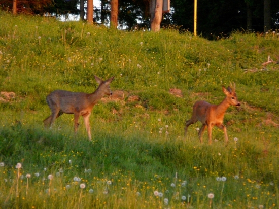 kamosi