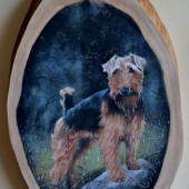 welsh terrier - portrét